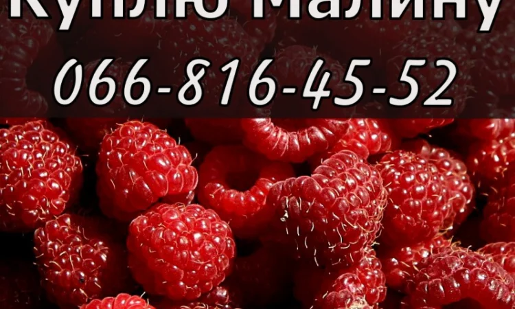 Завод переработчик закупает крупным и мелким оптом малину - фото № 1