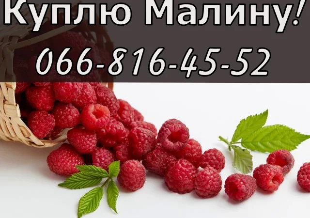 Закупівля малини на постійній основі - фото № 1