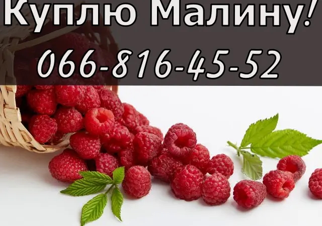 На постійній основі здійснюється закупівля малини - фото № 1