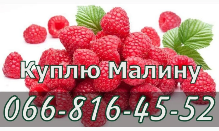 Закупаем свежую малину - фото № 1