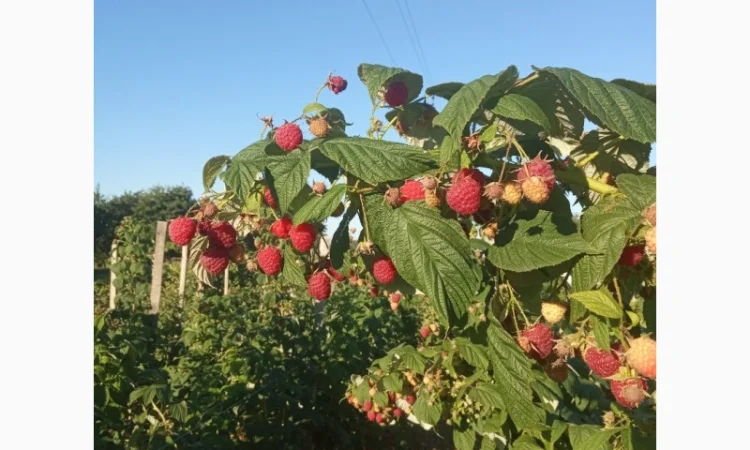Продается свежая малина - ЭКО-стандарт - фото № 3