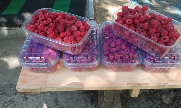 Продается свежая малина - ЭКО-стандарт - фото № 2