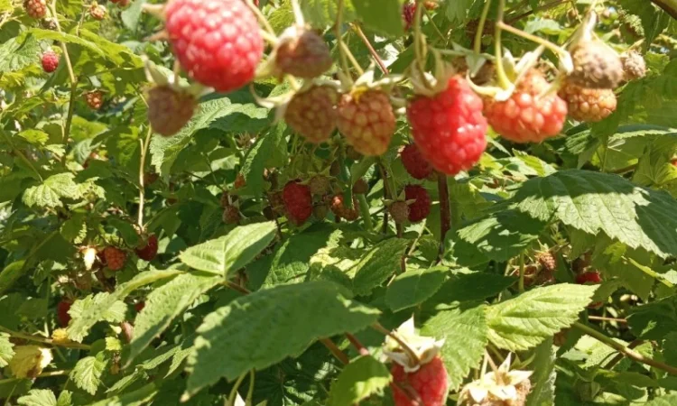 Продается свежая малина - ЭКО-стандарт - фото № 4