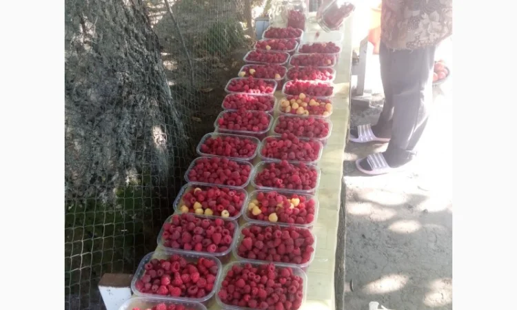 Продается свежая малина - ЭКО-стандарт - фото № 1
