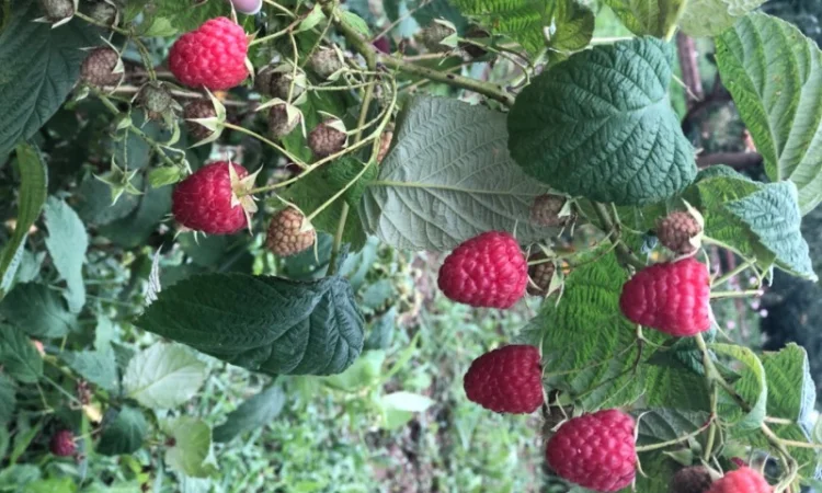 Купляємо малину оптом - фото № 1
