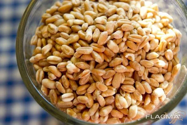 Пропонується Кутя озима та інші крупи - фото № 1