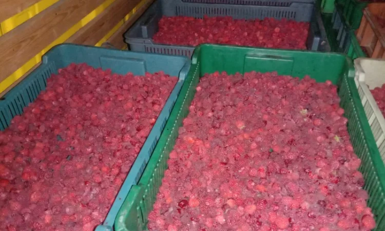 Куплю малину оптом - фото № 1