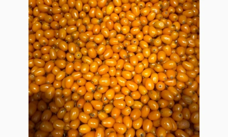 Продам Заморожену Ягоду Обліпихи - фото № 2