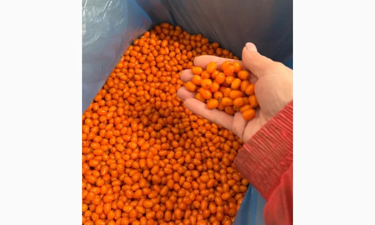 Продам Заморожену Ягоду Обліпихи - фото № 3