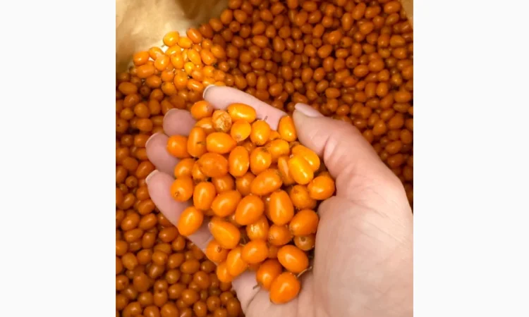 Продам Заморожену Ягоду Обліпихи - фото № 5