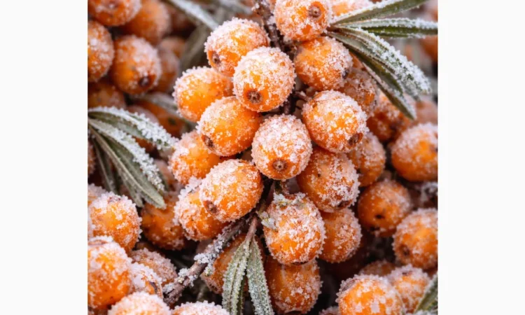 Куплю заморожену обліпиху - фото № 1