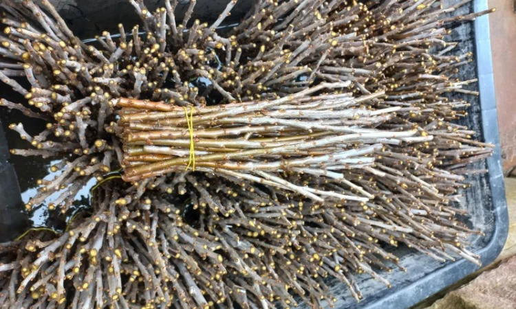 Продам череки обліпихи - фото № 1