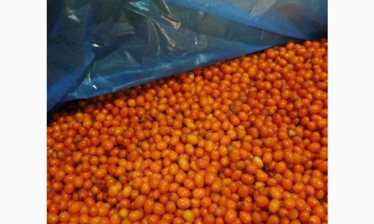 Продам обліпиху заморожену - фото № 1