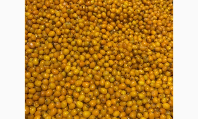 Продам обліпиху заморожену - фото № 2