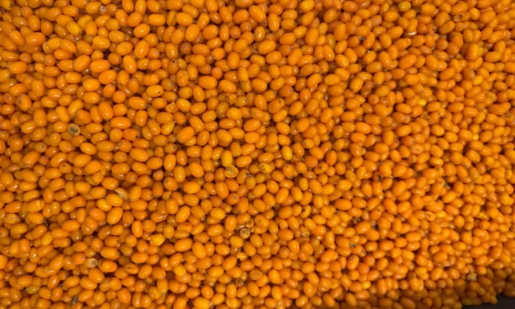 Продам заморожену обліпиху оптом - фото № 1