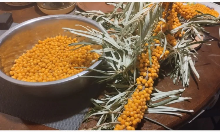 Обліпиха заморожена - фото № 1