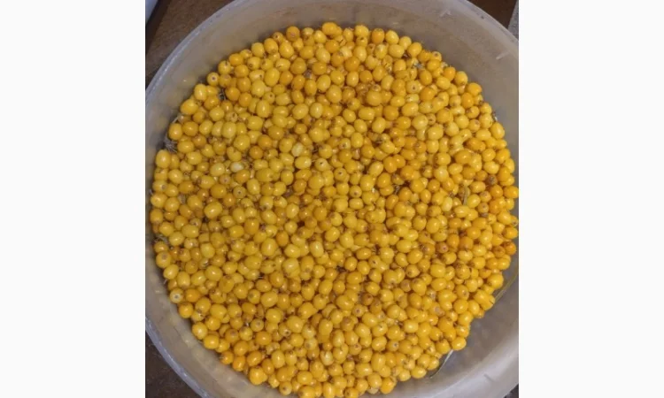 Обліпиха заморожена - фото № 2