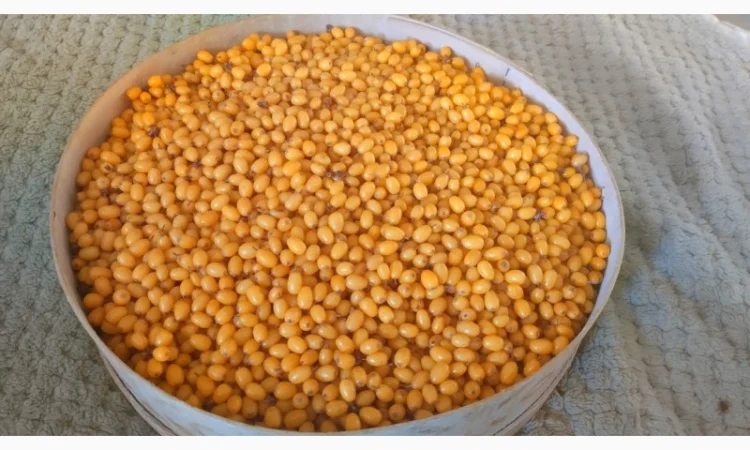 Обліпиха заморожена - фото № 3