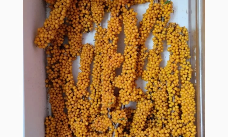 Обліпиха заморожена - фото № 4