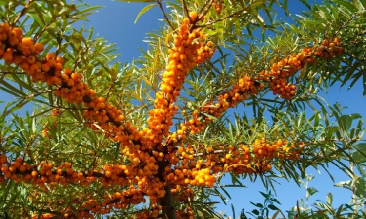 Куплю обліпиху свіжу на гілочках - фото № 1