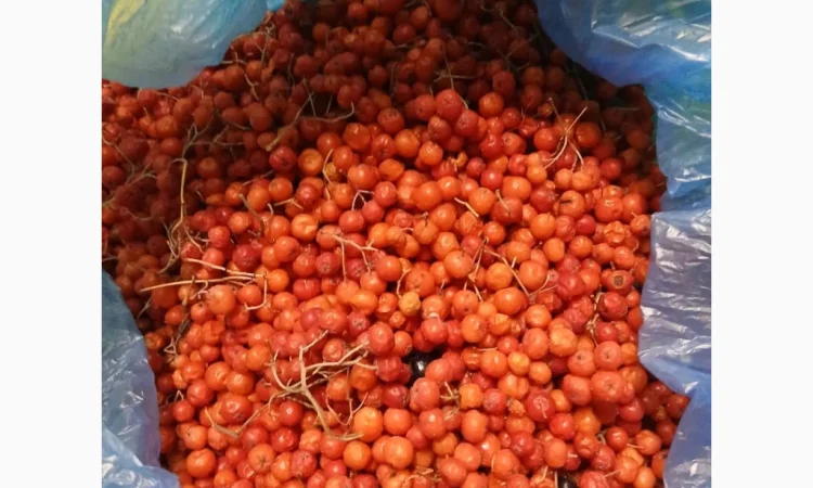 Продам червону горобину заморожену - фото № 1