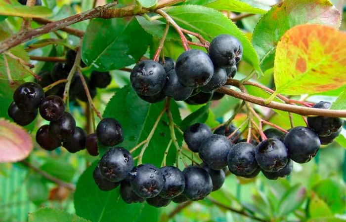 Куплю свіжу та морожену горобину - фото № 1