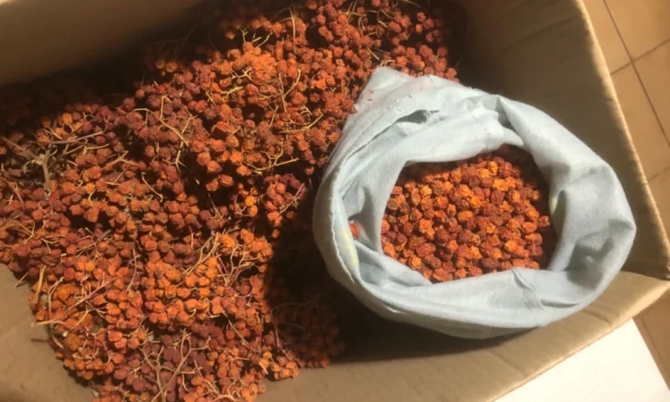 Продам горобину червону - фото № 1