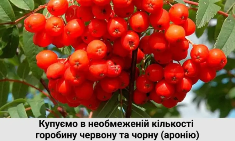 Покупаем рябину - фото № 1