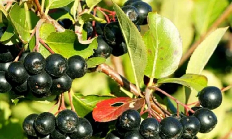 Куплю аронію - фото № 1