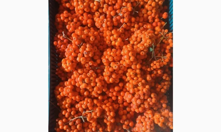 Куплю горобину - фото № 1