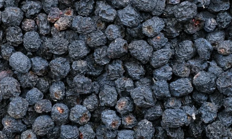 Продам сушену чорну горобину - фото № 1