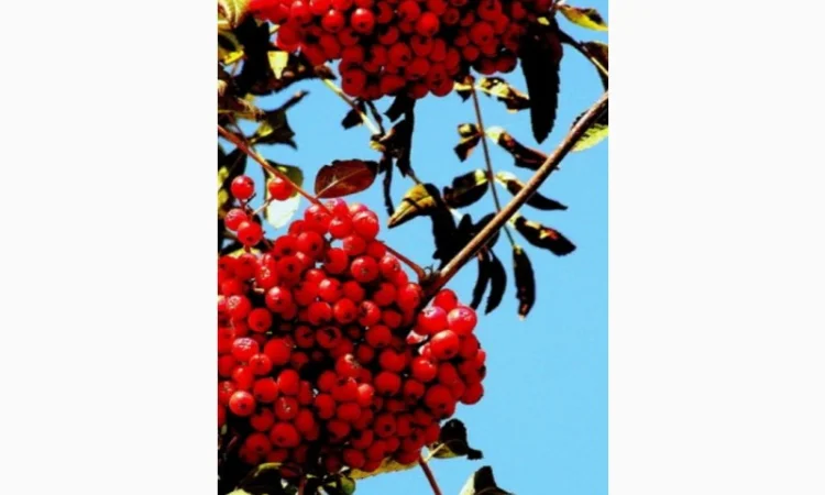 ЗАКУПАЕМ СУХИЕ ягоды красной рябины - фото № 1