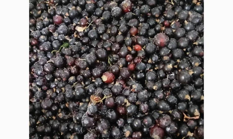 Продам замороженную смородину Б-класс - фото № 2