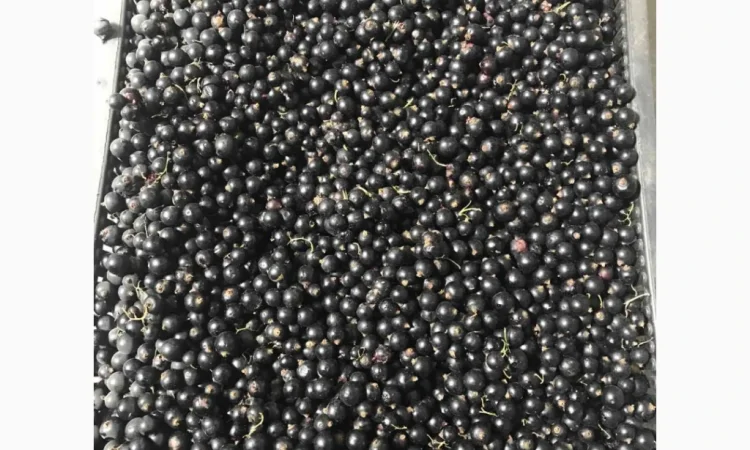 Продам заморожену чорну смородину - фото № 1