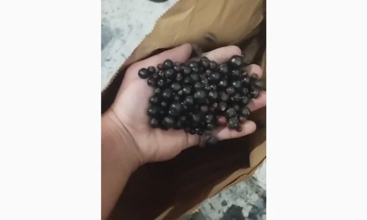 Продам смородину - фото № 1