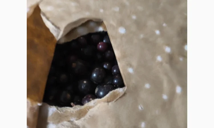 Продам чорну смородину шокової заморозки 2025 р.в - фото № 3