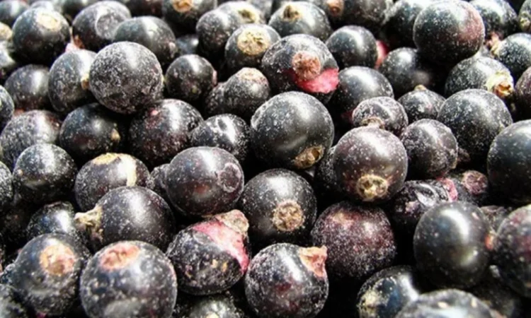 Продам смородину чёрную замороженную - фото № 1