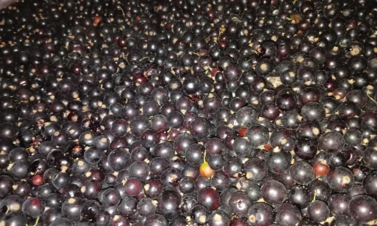 Смородина заморожена - фото № 1