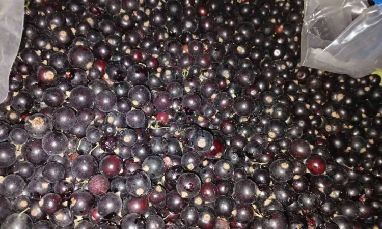 Смородина заморожена - фото № 2