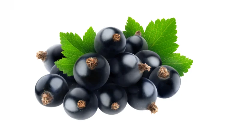 Чорна смородина - фото № 1