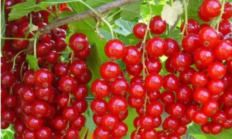 Куплю свіжу порічку - фото № 1