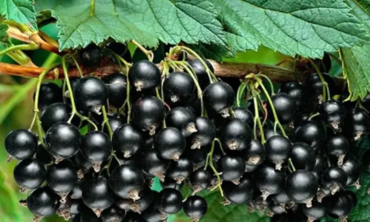 Куплю свіжу смородину - фото № 1