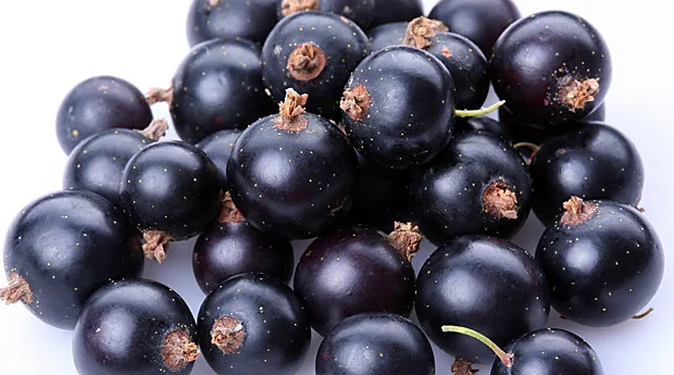 Купимо чорну смородину - фото № 1