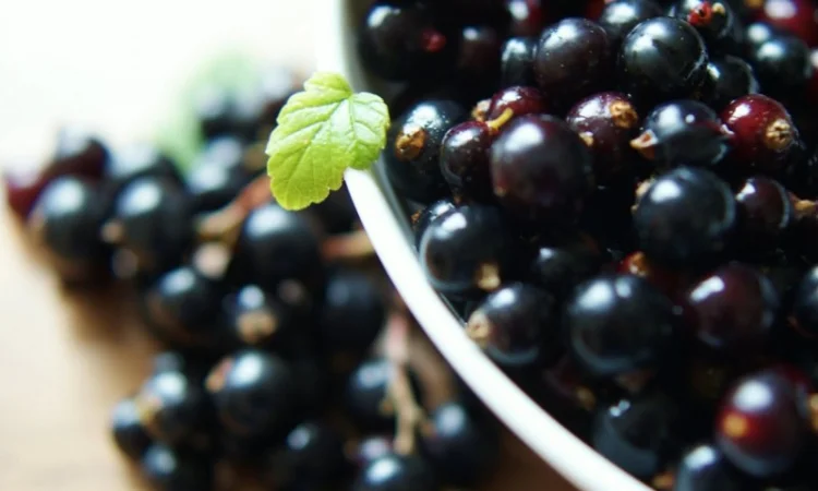 Куплю смородину від населення - фото № 1