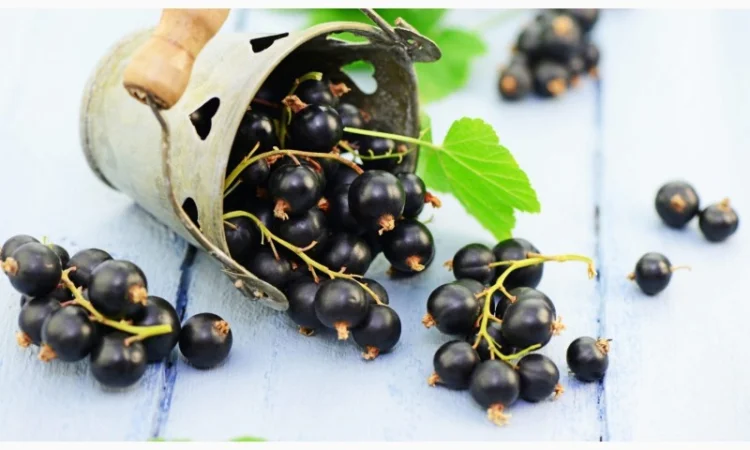 Закуповую оптом смородину - фото № 1