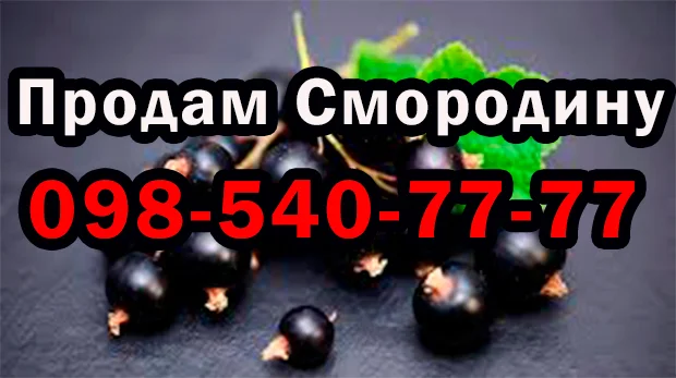 Продам смородину дрібним та великим оптом - фото № 1