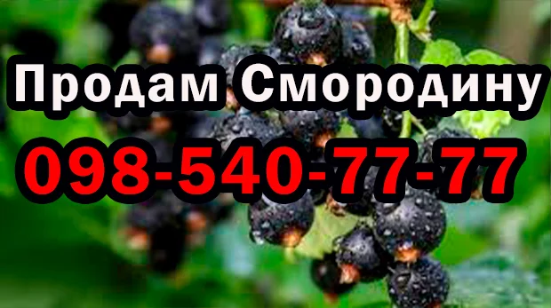 На постійній основі продаю ягоду смородини 2025 року врожаю - фото № 1