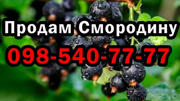 На постоянной основе продаю ягоду смородины 2025 года урожая - фото № 1
