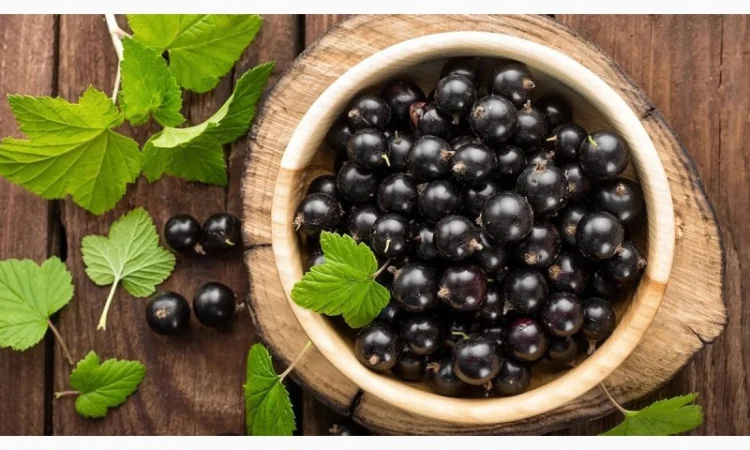 Купую смородину від населення та заготувачів - фото № 1