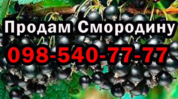 Продаж смородини оптом! Урожай 2025 року. Власна заготівля - фото № 1
